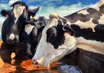 Animal Breeding